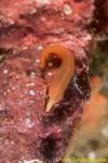 Unidentified or Bridled Clingfish (Lepadichthys frenatus)? 02