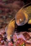 Eel, Pearl Eyed Moray Eels 01