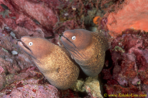 Eel Pearl Eyed Moray Eels 03