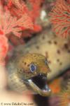 Eel, Fimbriated Moray Eel 01