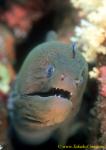 Eel, Giant Moray Eel 02