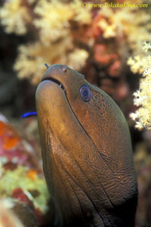 Eel, Giant Moray Eel 01