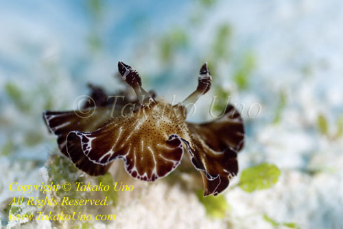 Discodoris boholiensis Nudi 02t 7287