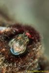 Blenny, Blue Jaw Blenny 02