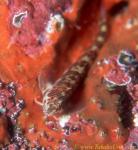 Blenny, Striated Fringehead Blenny 01