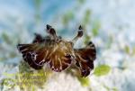 Discodoris boholiensis Nudi 02t 7287