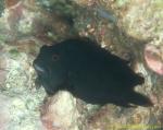 Blenny, Black Blenny 01