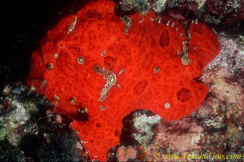 Frogfish 02 Giant