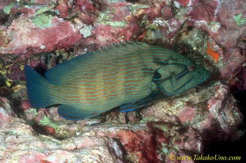 Grouper, Harlequin Grouper 01