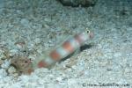 Goby, Aurora Shrimp Goby 01