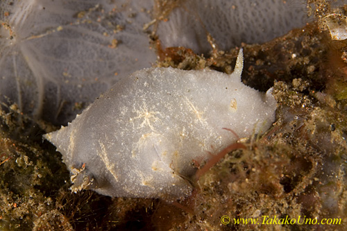 Geitodoris sp?  50tc 0028 bl, scientist replied, "Appears to be Rostanga sp."