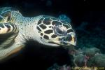 Hawksbill Turtle 03