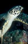 Hawksbill Turtle 04