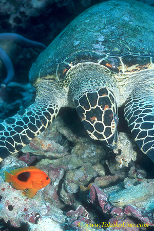 Hawksbill Turtle 02 feeding, observed by Tomato Clown