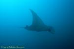 Manta Ray 03 by 50mm lens