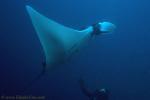 Manta Ray 02 by 50mm lens