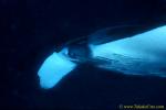 Manta Ray 01 by 50mm lens