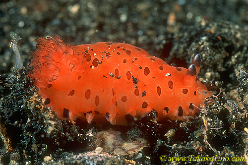 Dendrodoris guttata 01 30mm ls