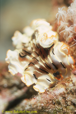 Nudi, Dermatobranchus gonatophora 01