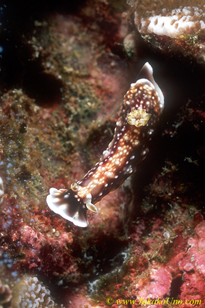 Nudi, Geometric Chromodoris C geometrica 02