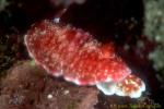 Nudi, Marbled Chromodoris C sp 01