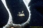 Nudi, Sohgenia palauensis 01 3mm, on gloved finger