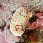 Nudi, Ringed Chromodoris C annulata 02