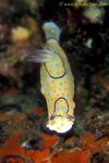 Nudi, Ringed Chromodoris C annulata 01