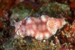 Nudi, Risbecia pulchella Nudi 03 pre-mating