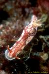 Nudi, Volcano Hypselodoris, H krakatoa 01