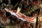 Nudi, Volcano Hypselodoris, H krakatoa 02