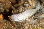 Nudi, Purple-spotted Chromodoris, C aspersa 01