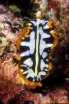 Pseudoceros Flatworm 01