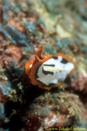 Pseudoceros Flatworm 02