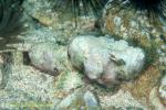 Scorpionfish, False Stone Fish 01