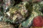 Scorpionfish, False Stone Fish 03