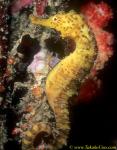 Seahorse, Tiger-tailed Seahorse 02c