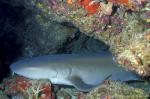 Shark, Tawny Nurse Shark 01