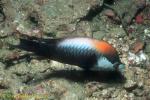 Sling Jaw Wrasse 02 male