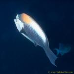 Sling Jaw Wrasse 03 mating