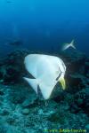 Tallfin Batfish 03 cleaning by wrasse