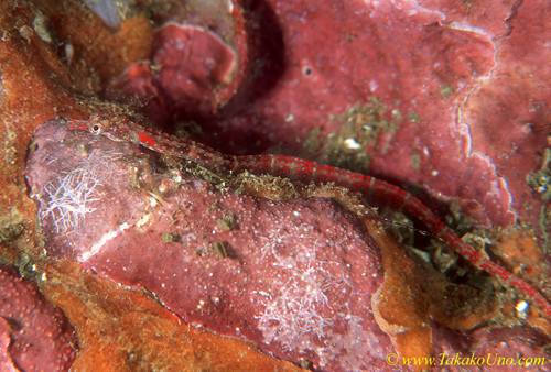 Unidentified Pipefish 01