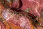 Unidentified Pipefish 01