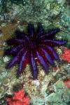 Crown of Thorns Sea Star 01