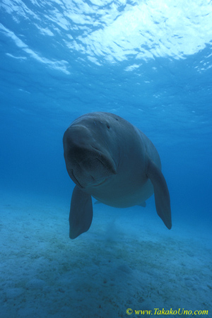 Dugong 10