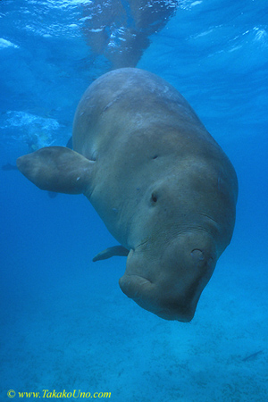 Dugong 08