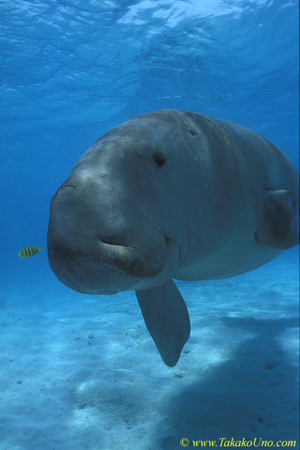 Dugong 14