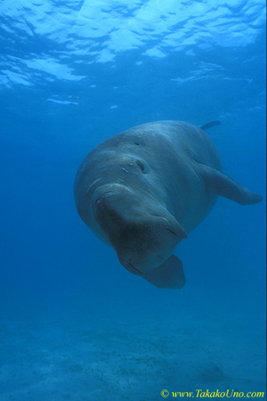 Dugong 15