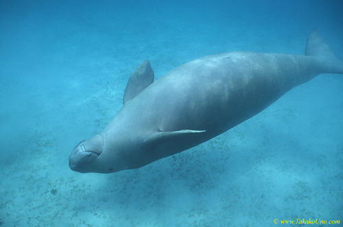 Dugong 24