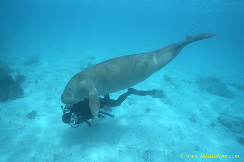 I love you!　Dugong 89 & diver "Help me..."